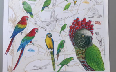 Faune de Guyane – les perroquets