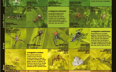 Diversité des araignées de Guyane