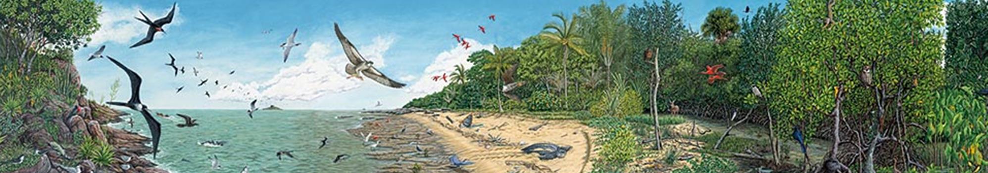 Fresque des paysages naturels guyanais n°1 : De la mer à la mangrove