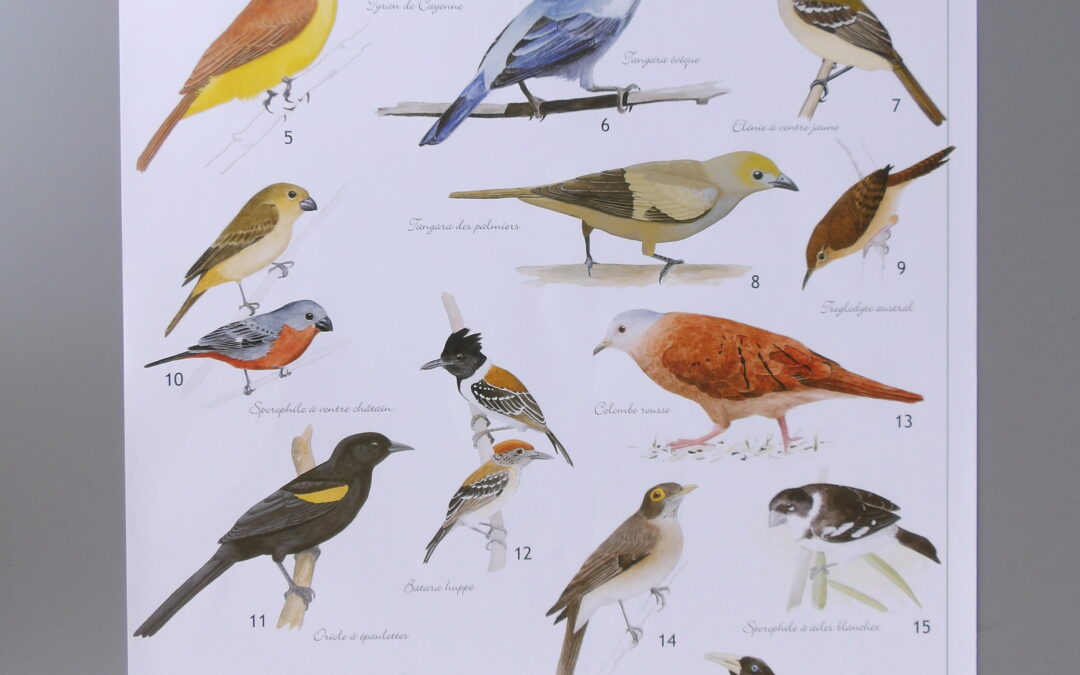 Faune de Guyane – Les oiseaux des jardin