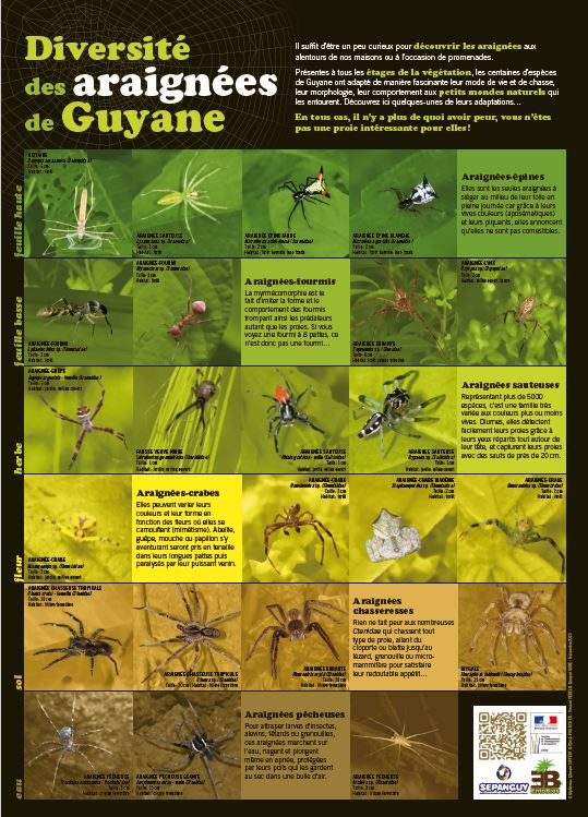 poster d'araignées
