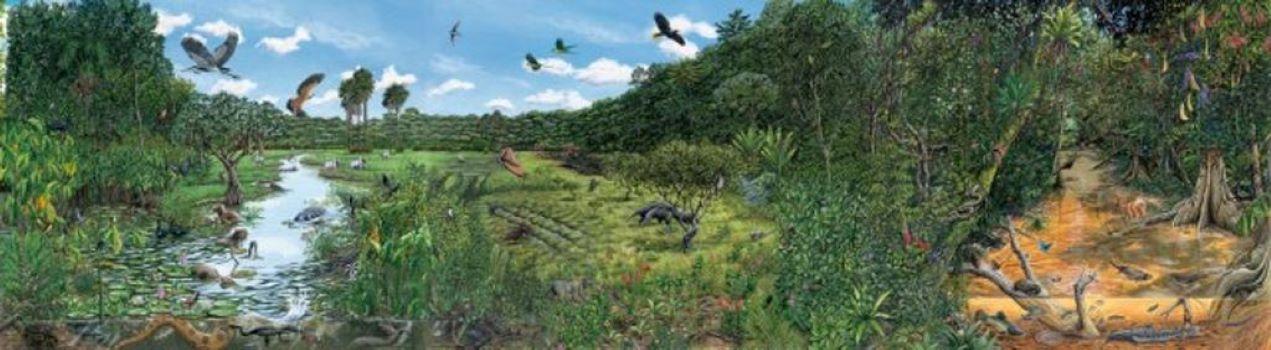 Fresque des paysages naturels guyanais n°2 : Des marais côtiers à la crique