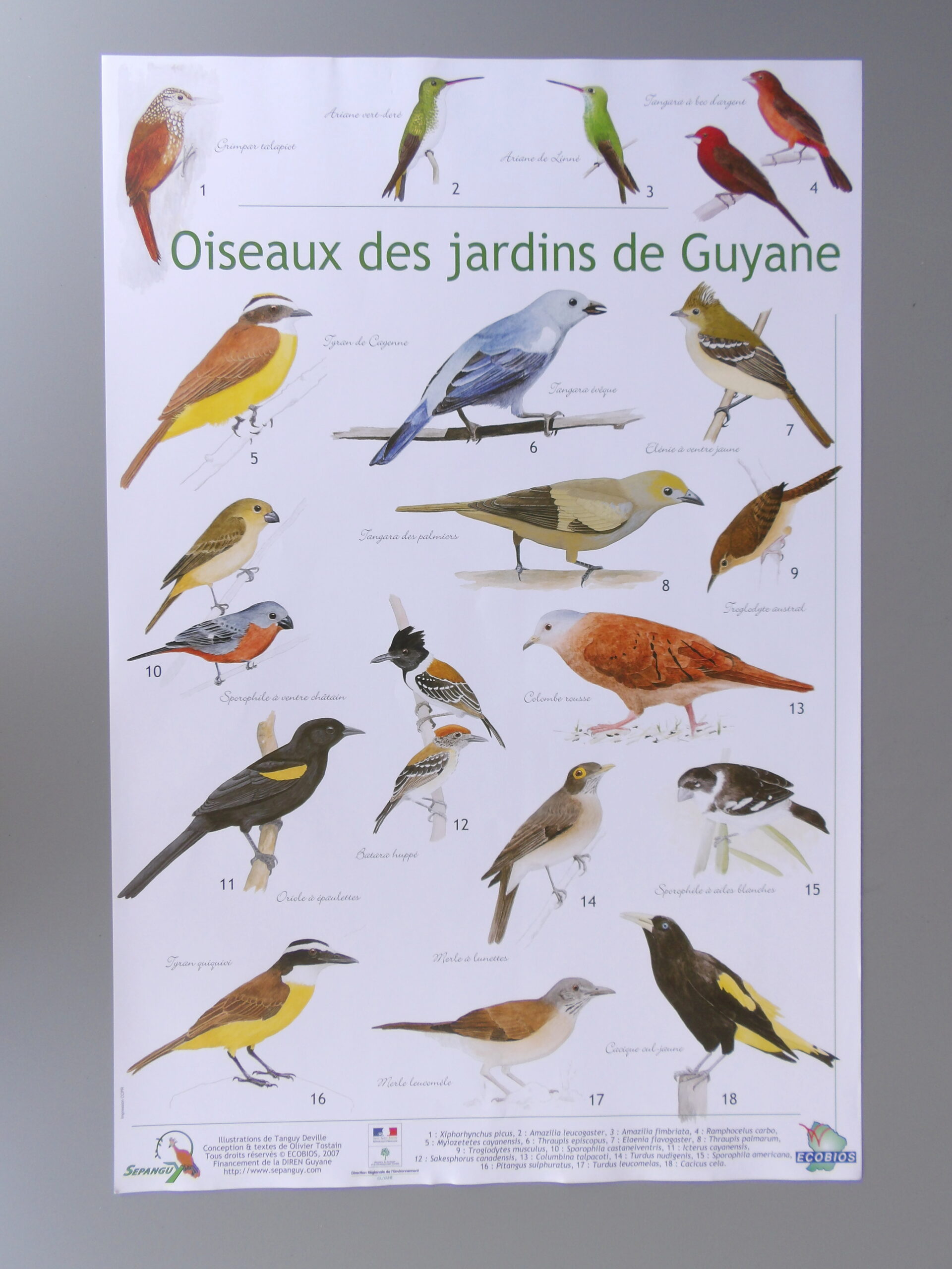 Faune de Guyane - Les oiseaux des jardin