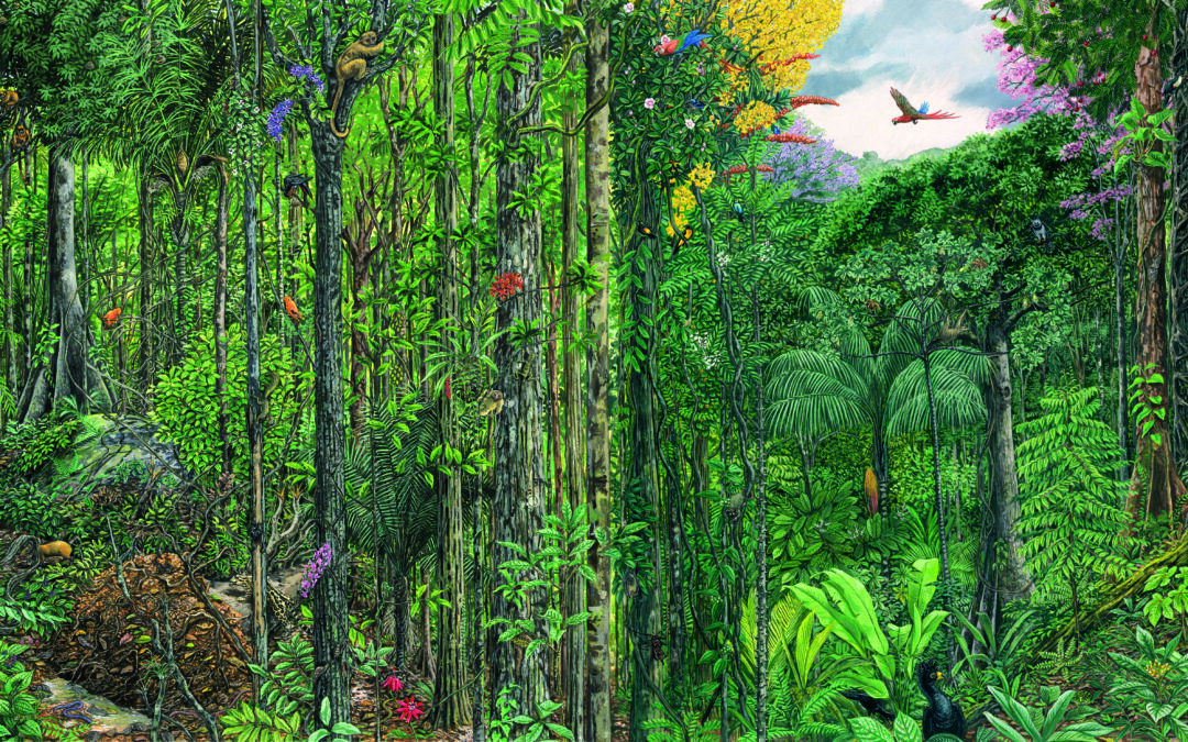 Fresque des paysages naturels guyanais n°3 : De la forêt marécageuse à la savane roche