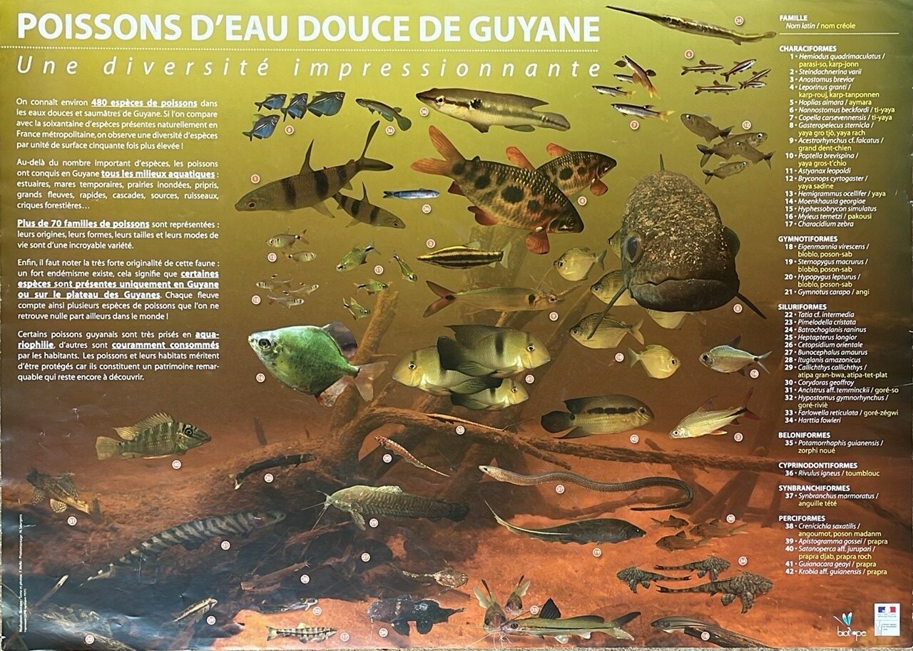 Les peroquets de Guyane